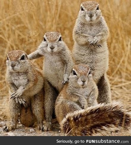 A bunch of gophers posing