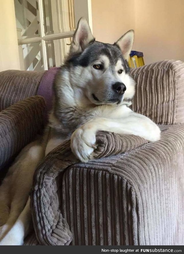 The most interesting dog in the world