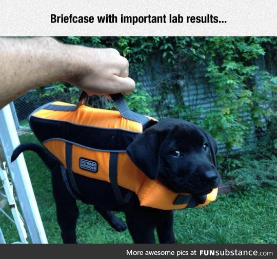 Lab results