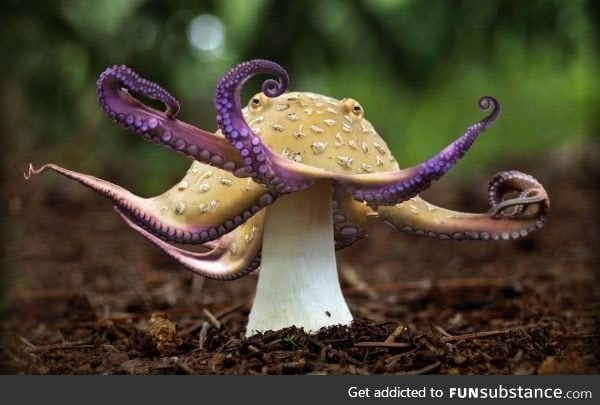 Mushroctopus