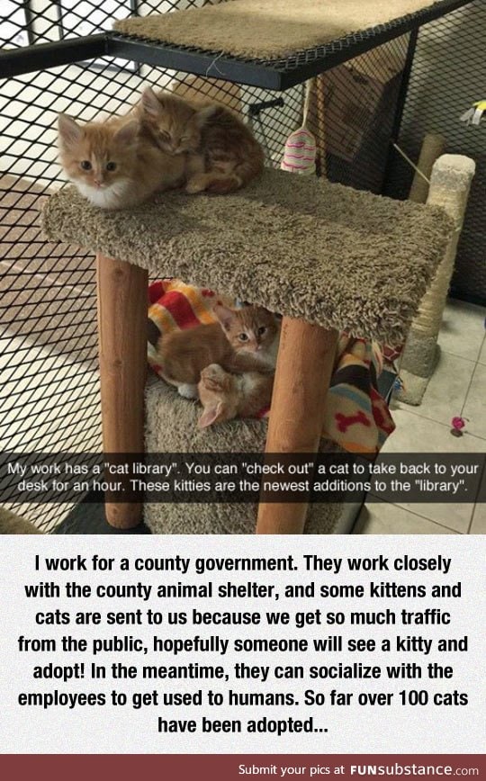 This cat library is the best idea ever