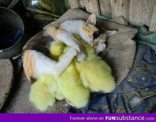 A cat sleeping with baby ducks