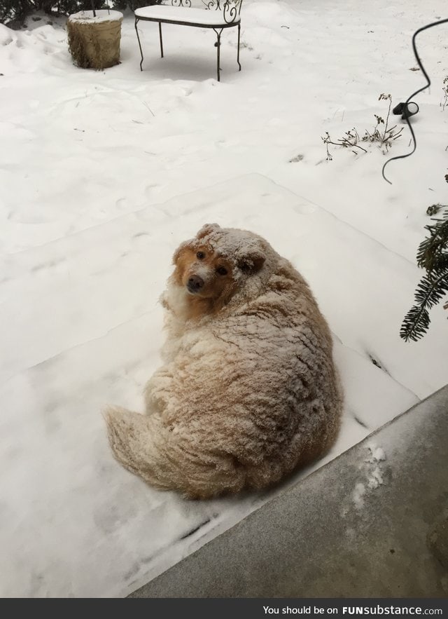 giant powdered donut teehee