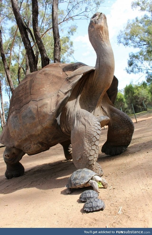 The Galapagos Tortoises can go without eating or drinking for up to a year