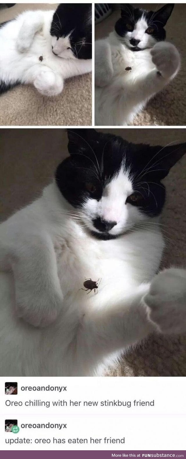 RIP stinkbug