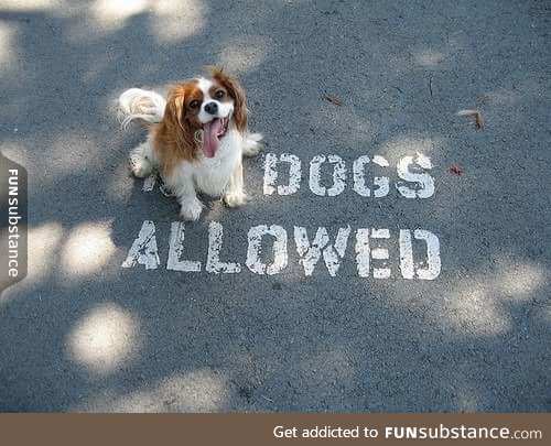 Dogs allowed