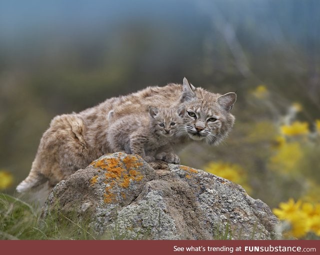 Beautiful Bobcat and baby