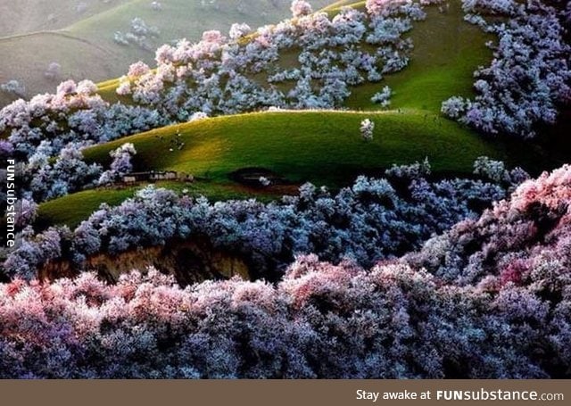 The last surviving wild apple forests in the world, Kazakhstan