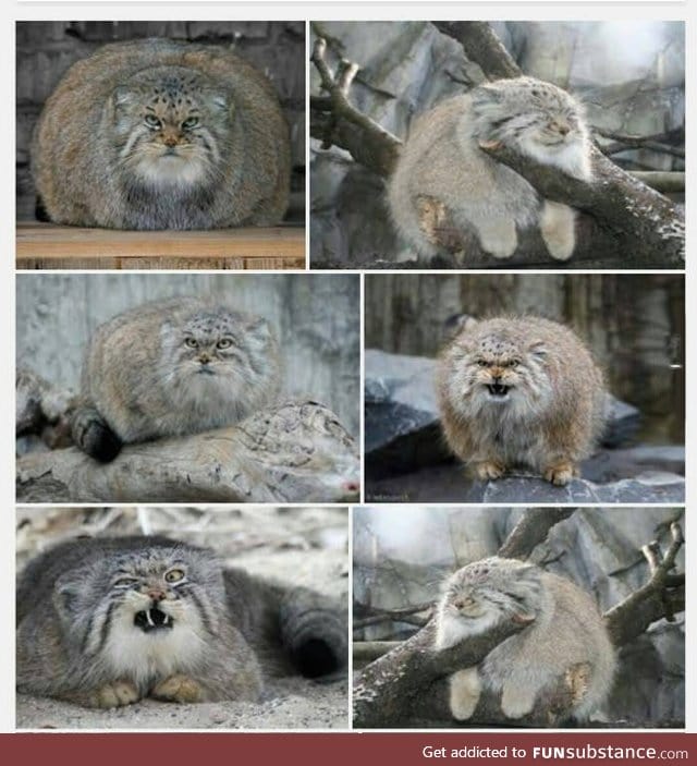 Bad day? Just google "Pallas cat"