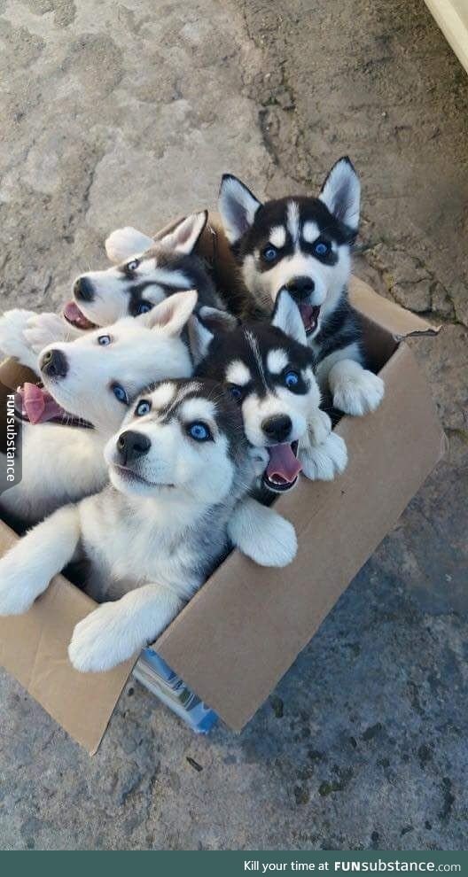 A box of siberian pupkakes