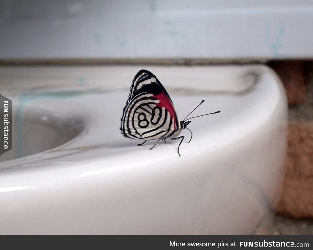 This butterfly has a number on its wing