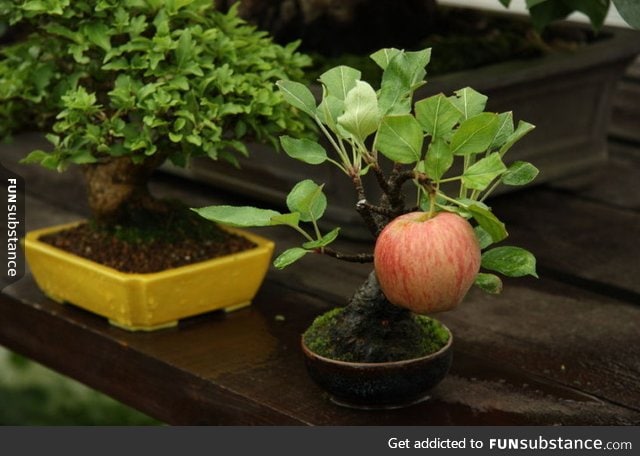 Bonsai apple tree