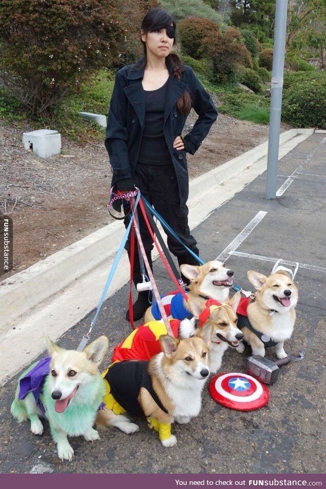 Best cosplay, corgi avengers