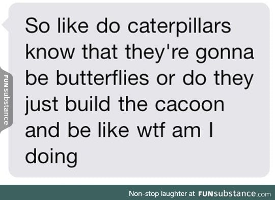 I've Always Wondered This About Caterpillars