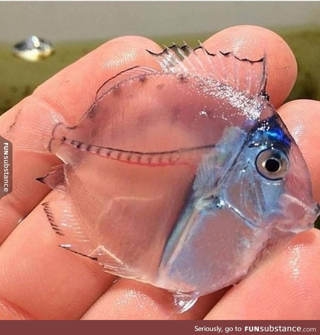 A fully transparent fish