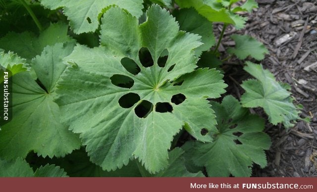 Something ate through this mallow leaf before it opened