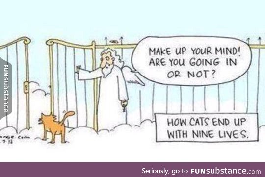 How cats end up with nine lives