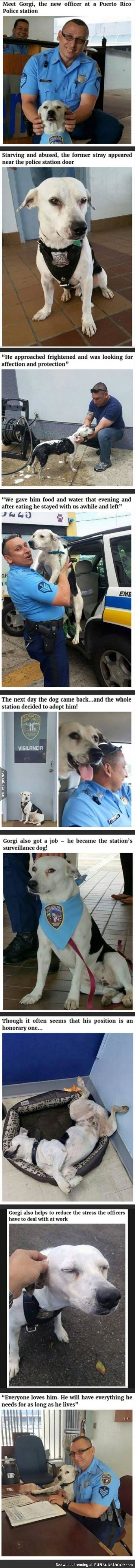 Police dogs also acting as therapy dogs for their partners