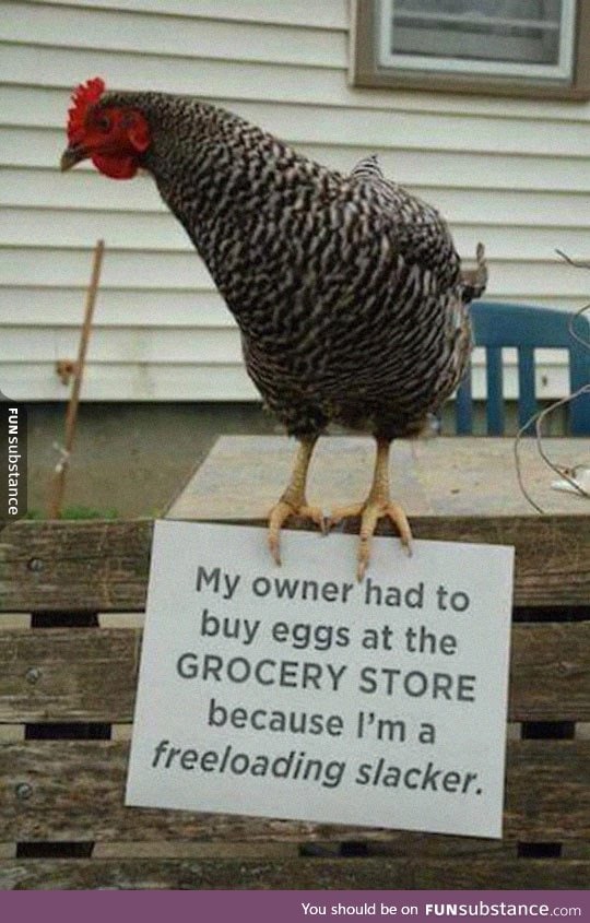 Chicken shaming