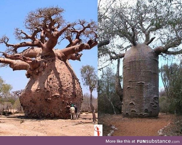 The Baobab Tree can Store up to 32,000 Gallon of water in its Trunk