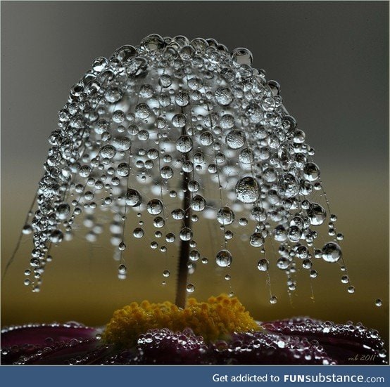 Dew tree