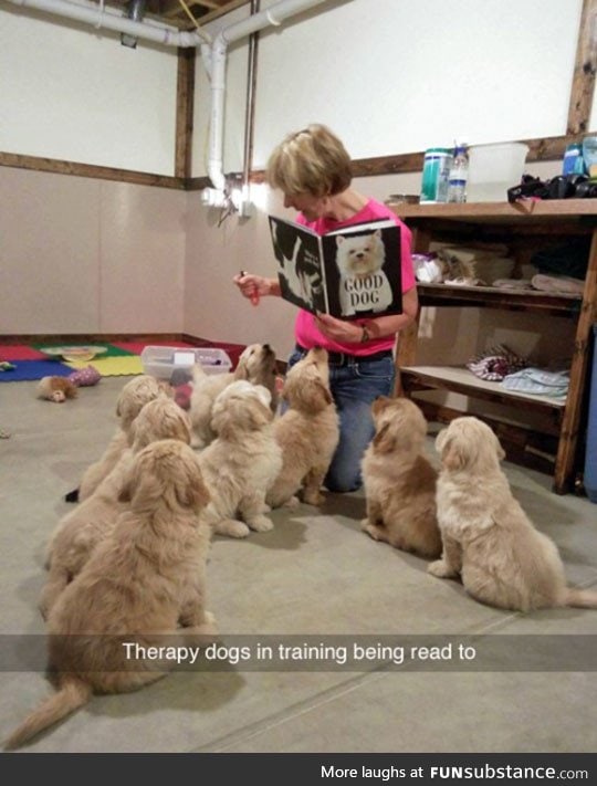 Therapy puppies in training