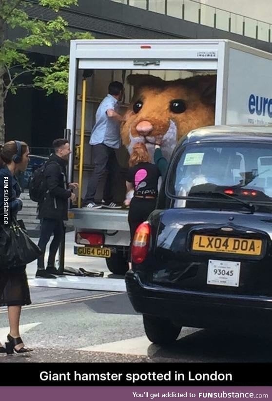 Giant hamster