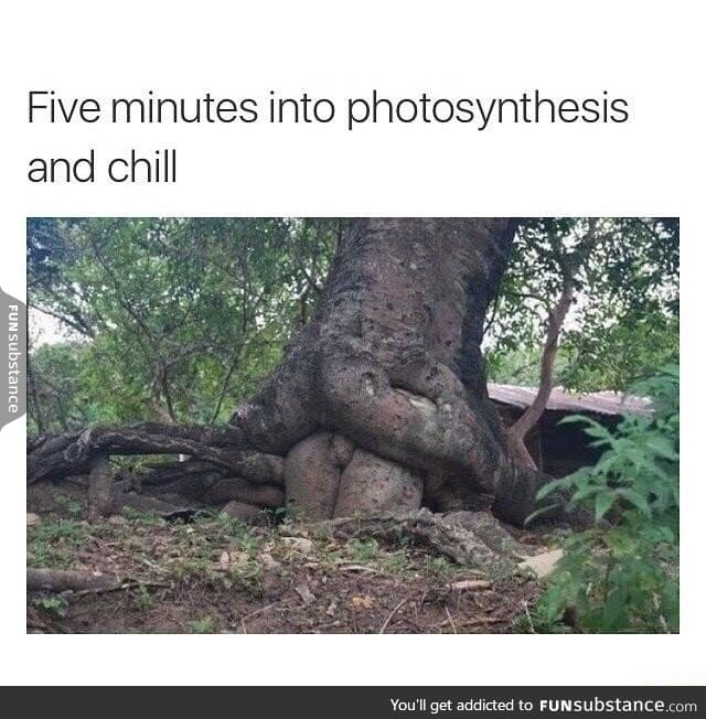 Photosynthesis and chill