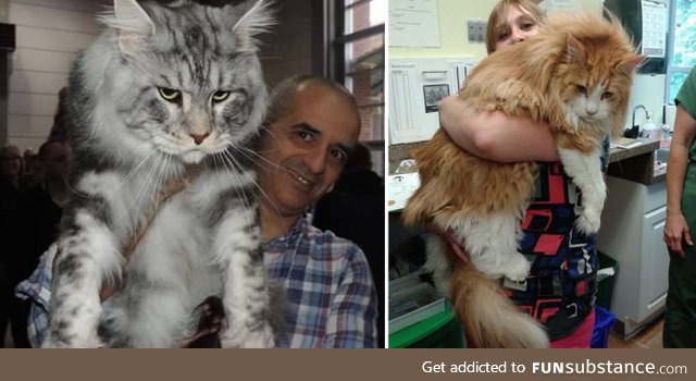 Maine Coons are such dainty kitties