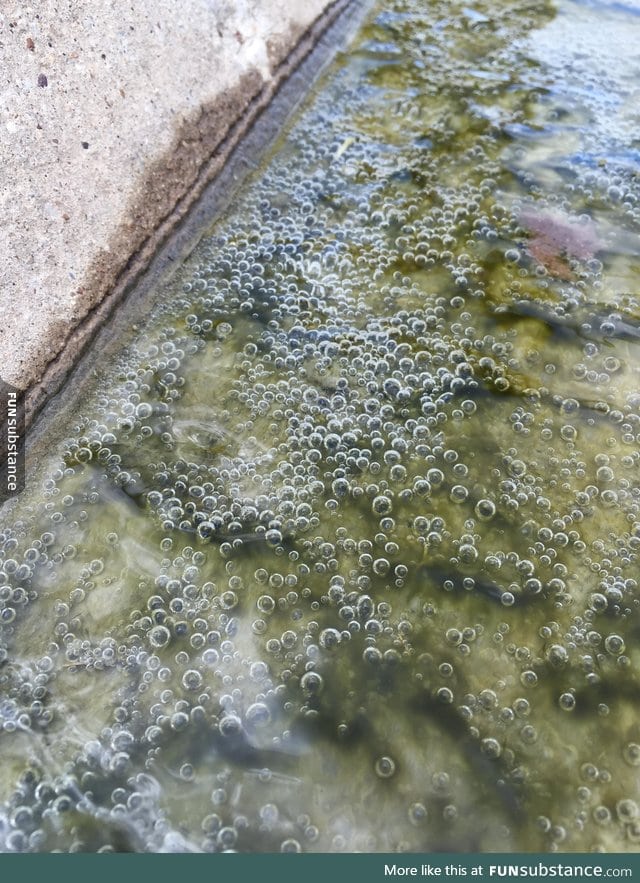 You can see oxygen being produced by the algae by the curb