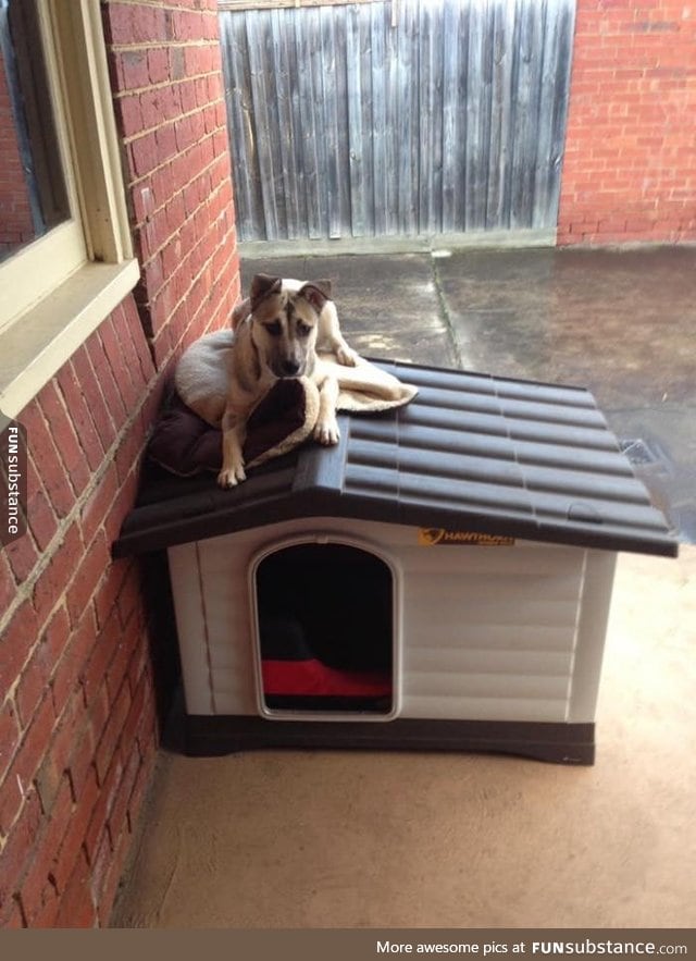 She didn't quite grasp the concept of her kennel