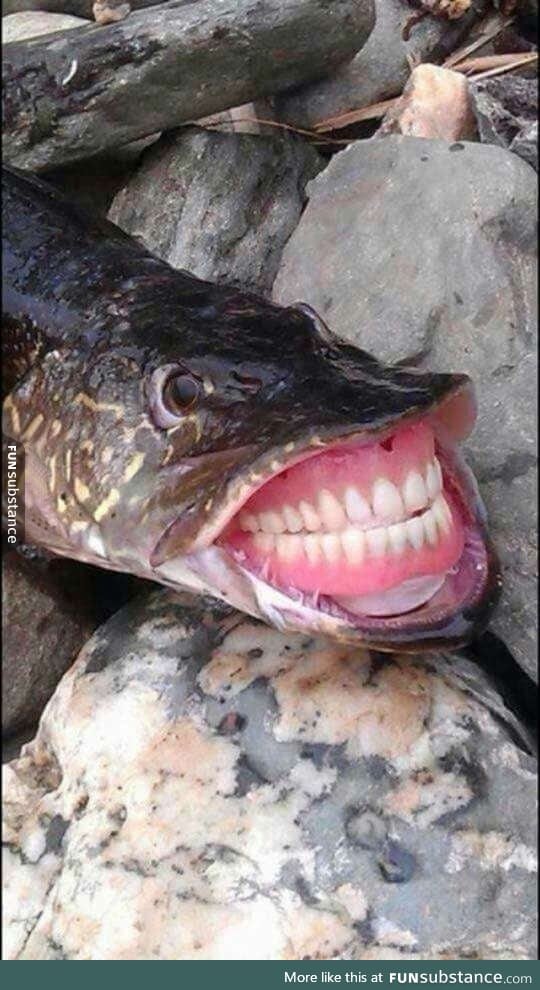 If fishes had human teeth