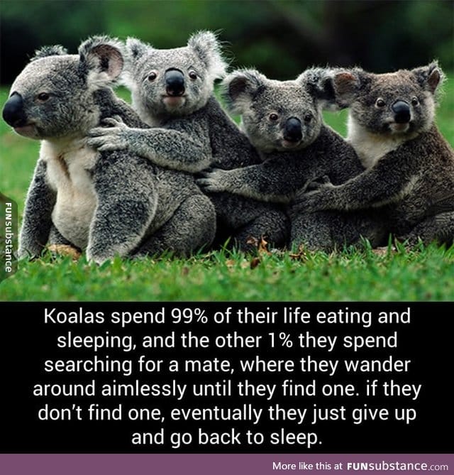 Koala life