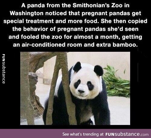 Pandas are great!