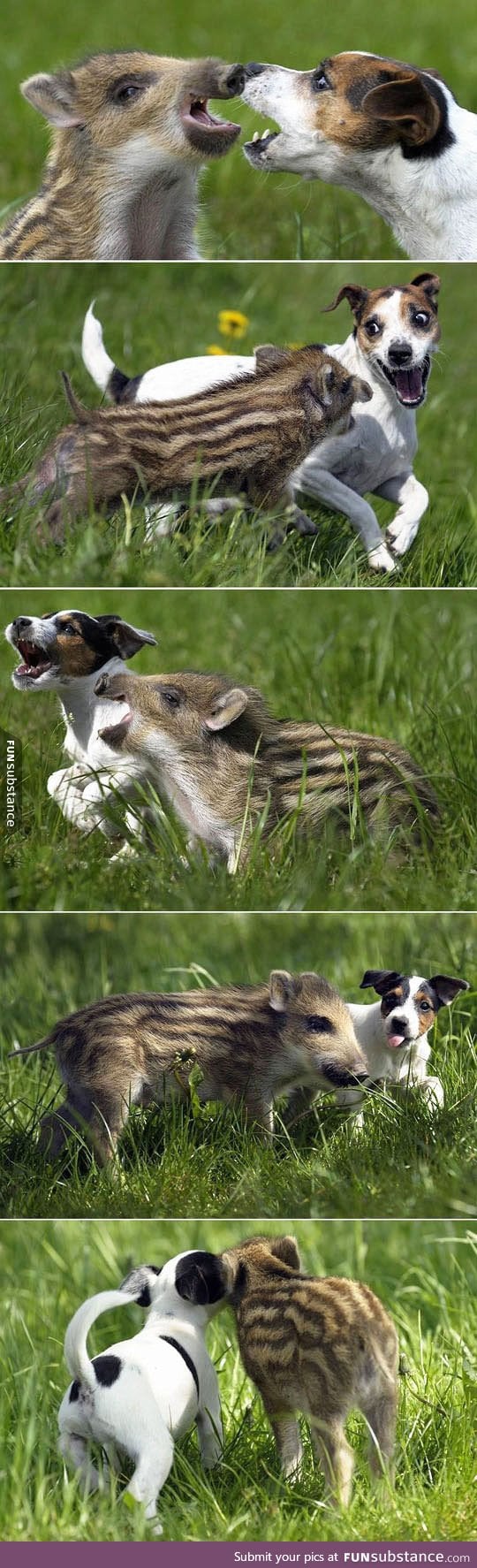 Pig and dog friendship