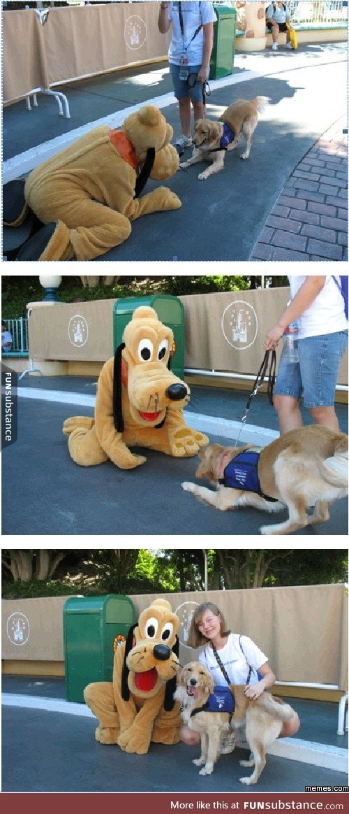 Service Dog in training at Disneyland