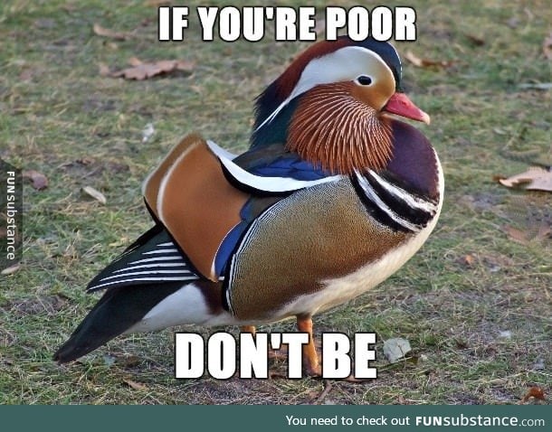 Say hello to Superficial Advice Mallard