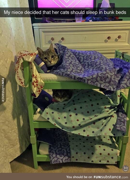 Bunk bed pals