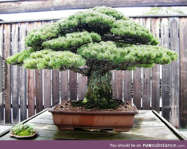 This 390 year-old bonsai tree survived Hiroshima