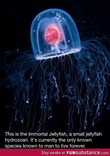 Immortal Jellyfish