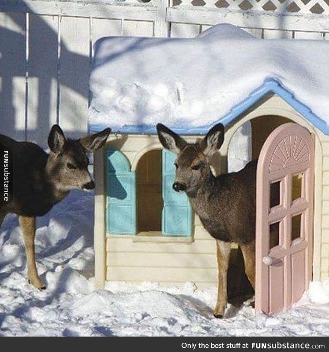 "Hello deer, I'm home."