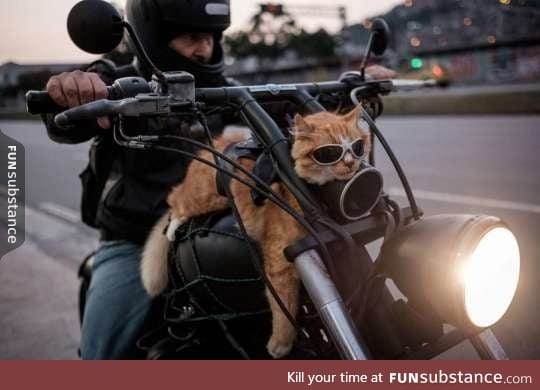 I don't think any of us could be as cool as this cat