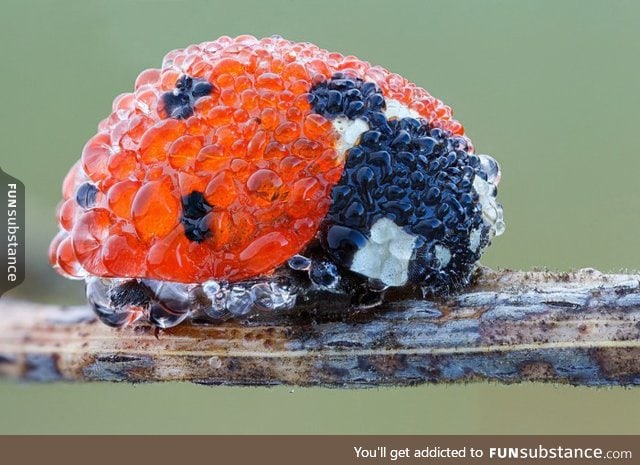 Close up picture of ladybug after morning dew