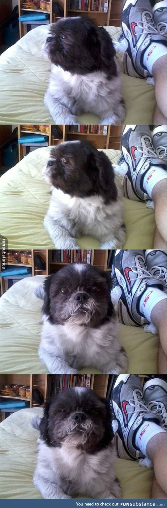 Very suspicious shih tzu