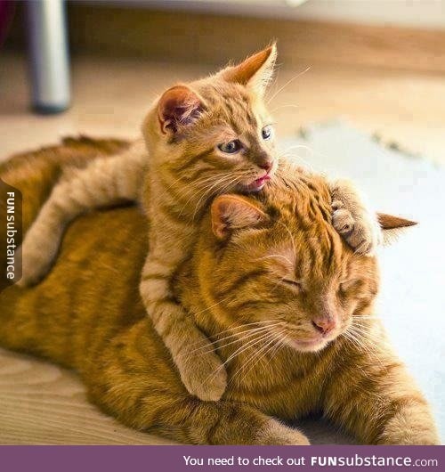 Day 564 of your daily dose of cute: Kitty back ride