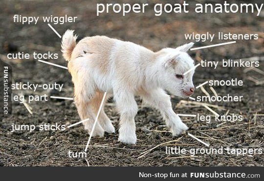 Goat anatomy