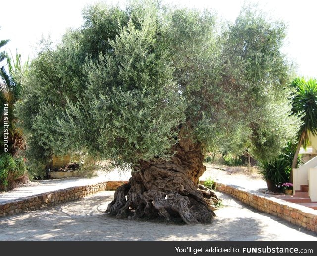 2,000 year old Olive tree in Greece