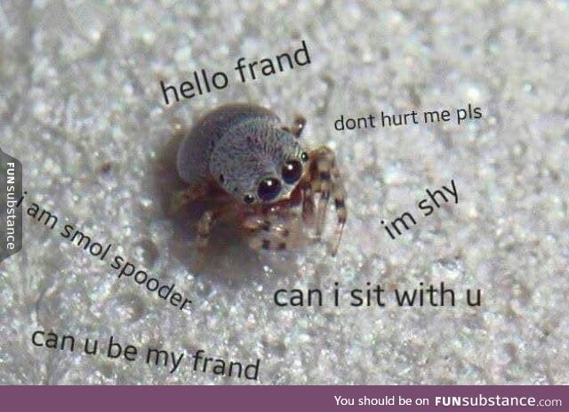 I am smol spooder, don't hurt me pls