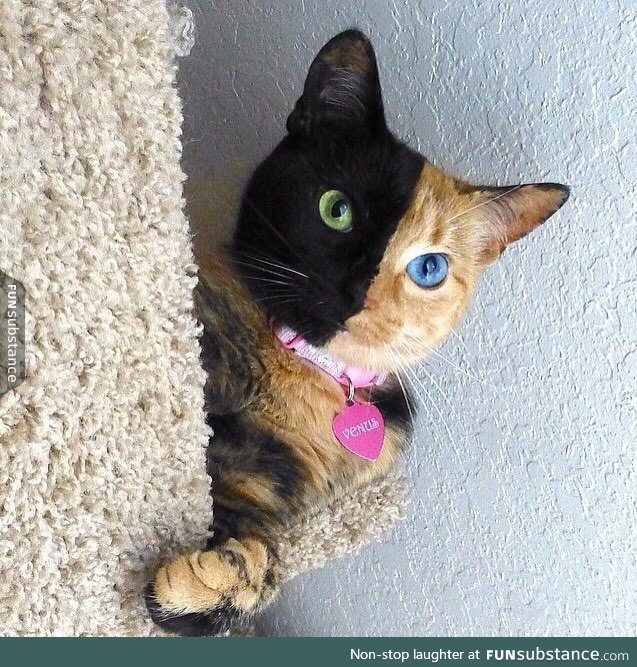 Venus the chimera cat