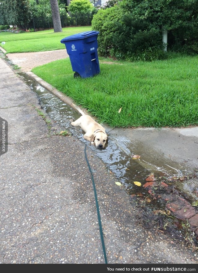 Bring your dog on a 5k in Louisiana, it would be fun they said